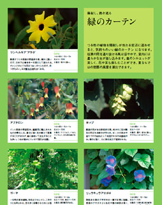 涼やかに楽しむ庭におすすめの夏の植物35選